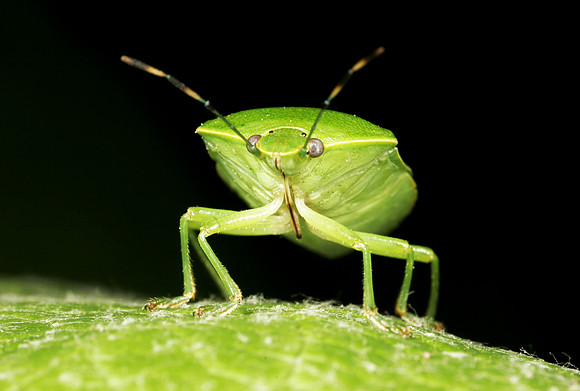 Stink Bug - 12