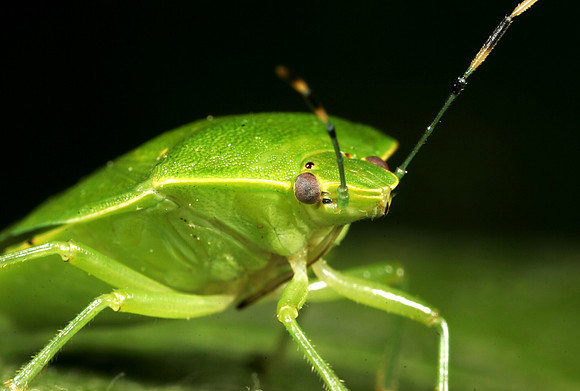 Stink Bug - 13