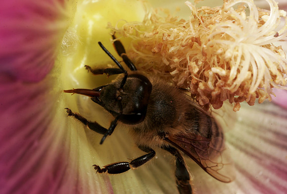 Honeybee - 6