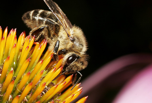 Mason Bee - 2