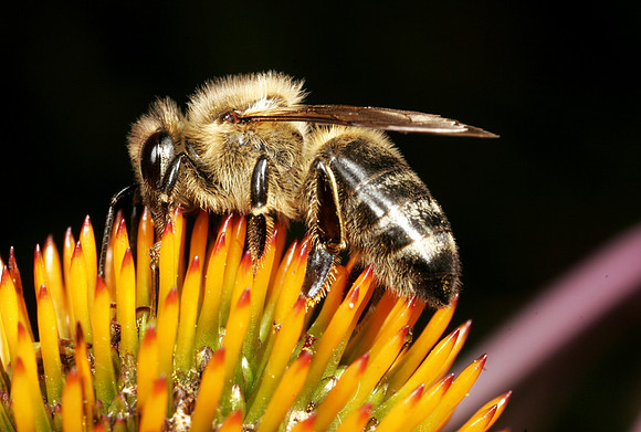 Mason Bee - 1