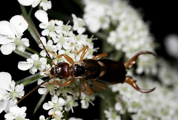Earwig - 3