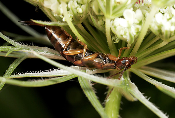 Earwig - 2