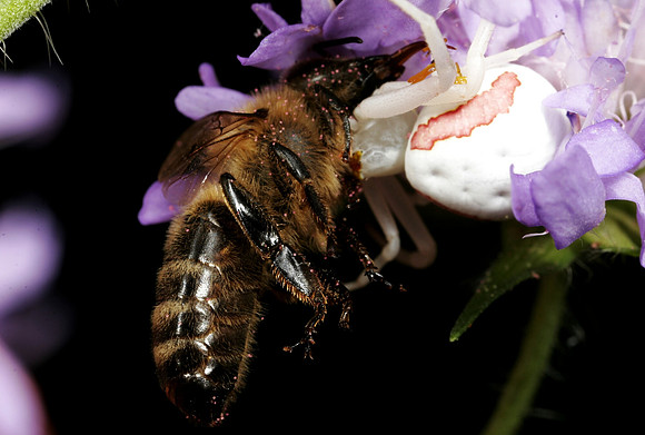 Crab Spider with Prey - 8