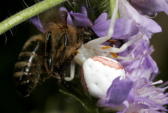Crab Spider with Prey - 7