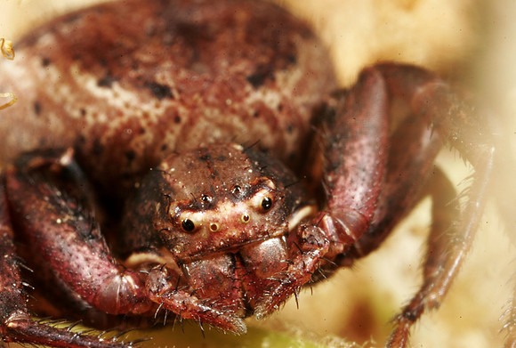 Ground Crab Spider - 4