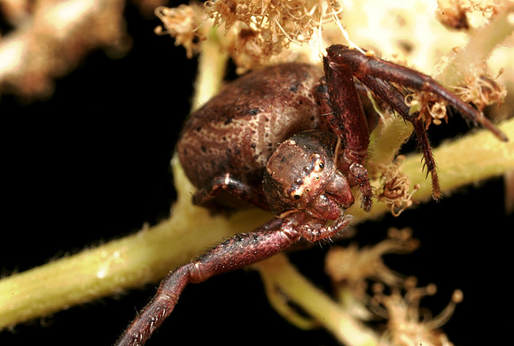 Ground Crab Spider - 2