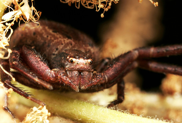 Ground Crab Spider - 3