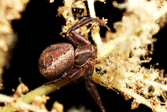 Ground Crab Spider - 1