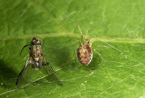 Spider with Prey - 15