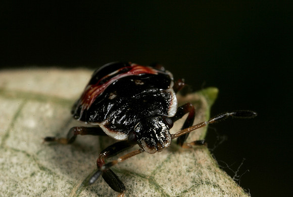 Bug Nymph - 2