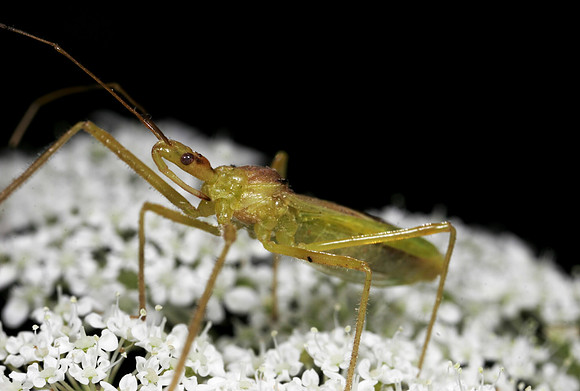 Assassin Bug Nymph - 12