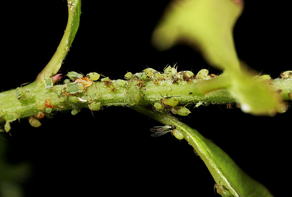 Aphids - 16