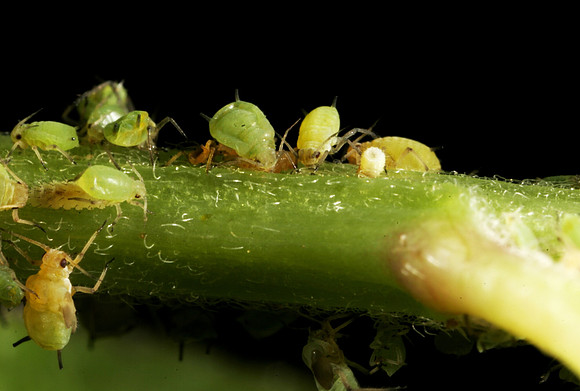 Aphids - 17