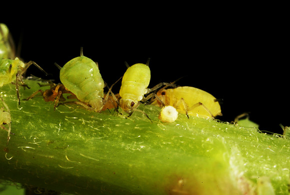 Aphids - 18