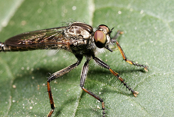 Robber Fly - 5
