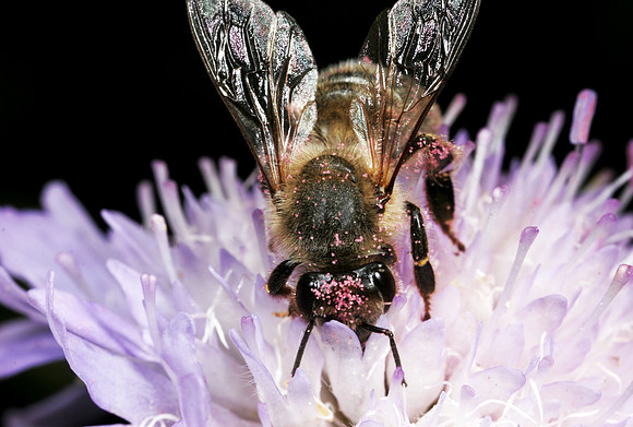 Honeybee with Pollen - 1