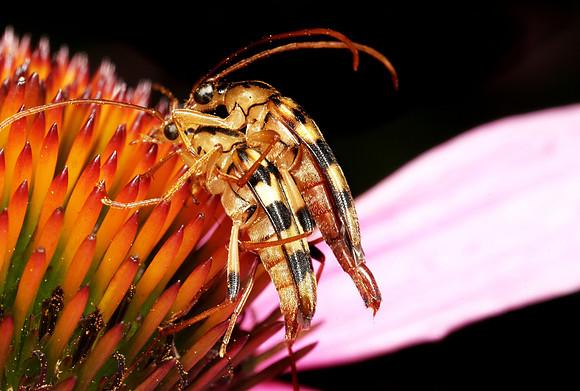 Flower Longhorn Beetles Mating - 4