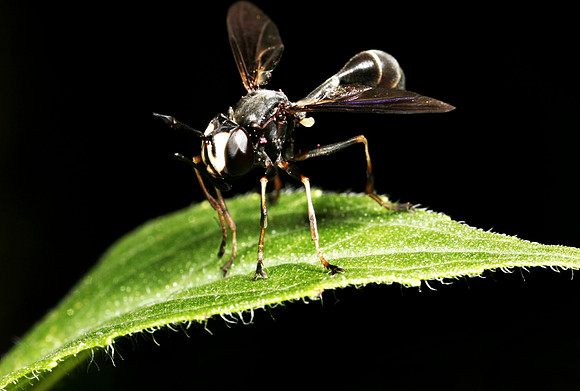 Thick-headed Fly - 1