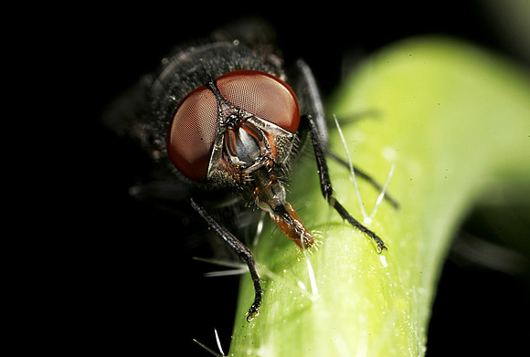 Fly - 13