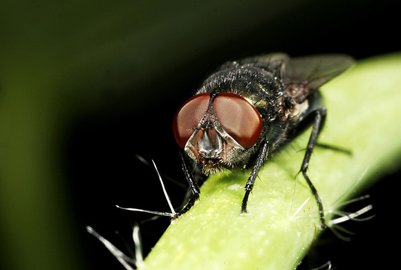 Fly - 12