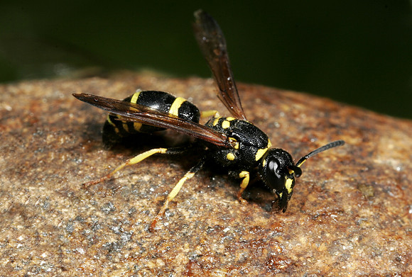 Wasp - 3