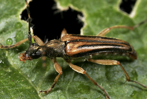Flower Longhorn Beetle - 6