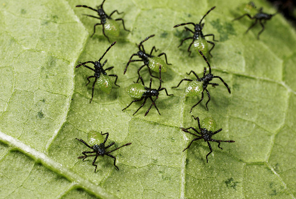 Squash Bug Nymphs - 1