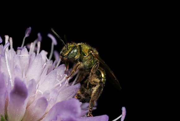 Green Metallic Bee - 6