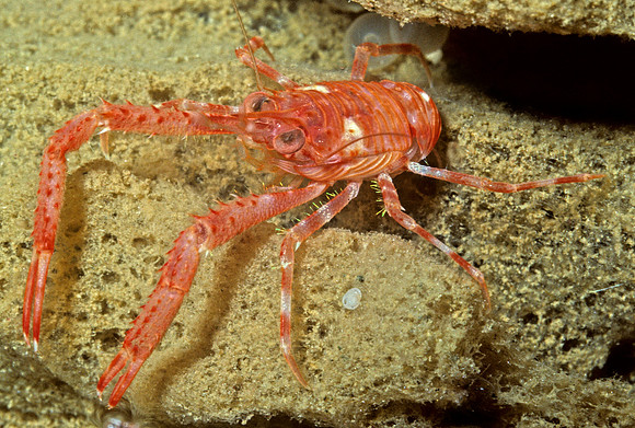 Squat Lobster - 4