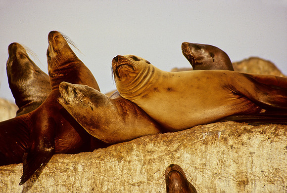 Sea Lions - 7