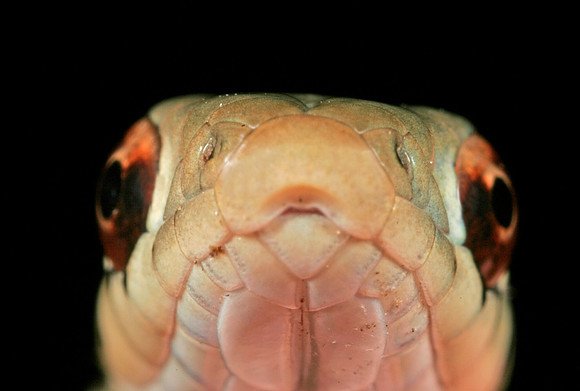 Garter Snake - 9