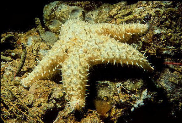 Spiny Sea Star