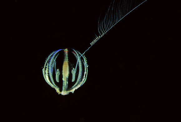 Sea Gooseberry Feeding
