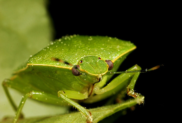 Stink Bug - 10