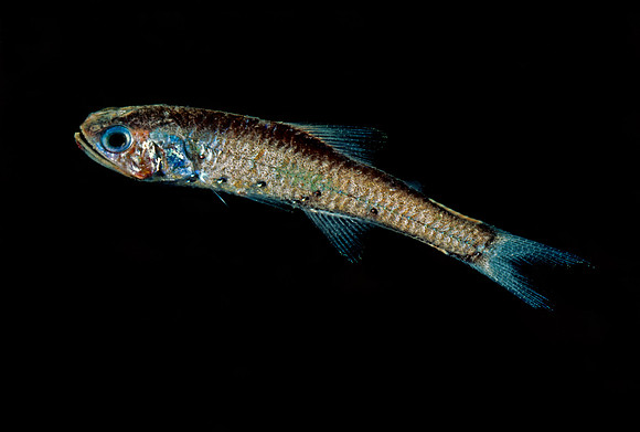 Lanternfish - 3