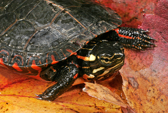 Painted Turtle - 3