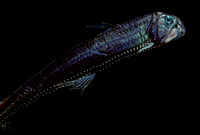 Viperfish - 3