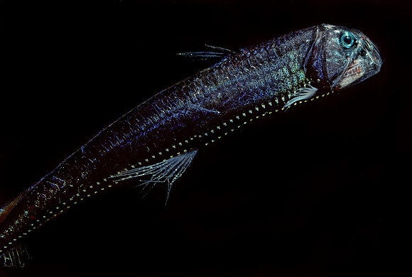 Viperfish - 3