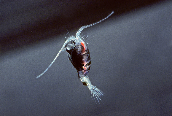 Midwater Copepod - 3