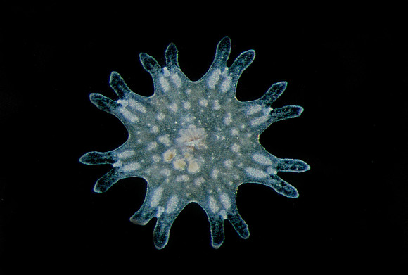 Purple-stripe Jelly Ephyra