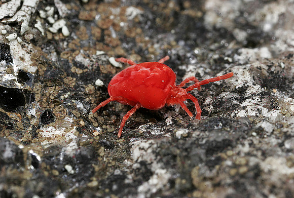 Red Mite - 2