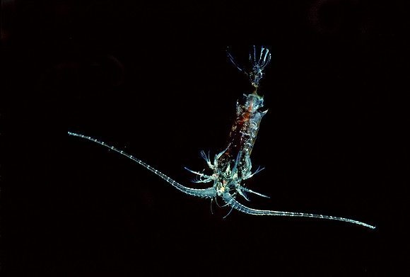 Midwater Copepod - 1