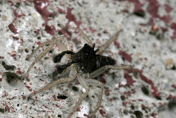 Jumping Spider - 3