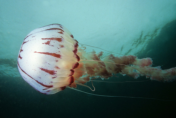 Purple-stripe Jelly - 7