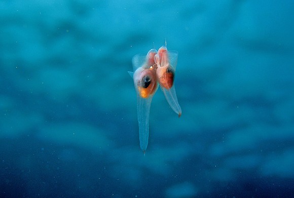 Sea Angels Mating