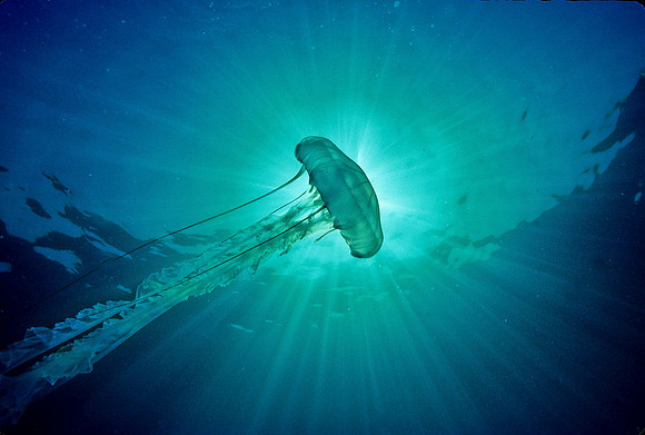 Purple-stripe Jelly Juvenile - 1