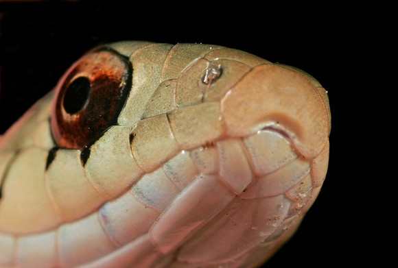 Garter Snake - 6