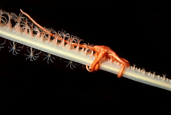 Brittle Star