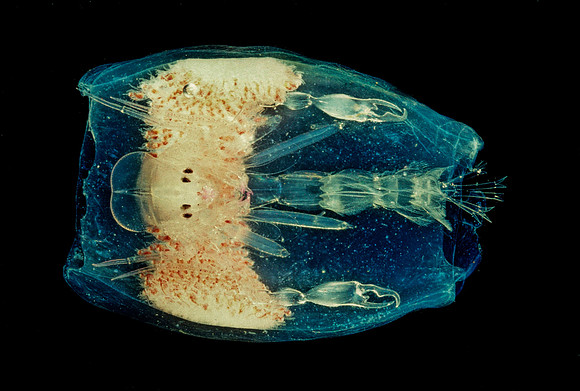 Phronima - 6